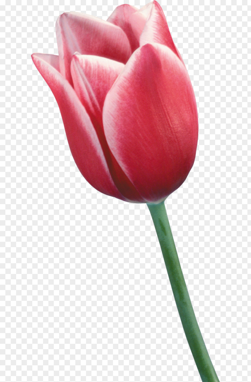 Tulip Flower Clip Art PNG