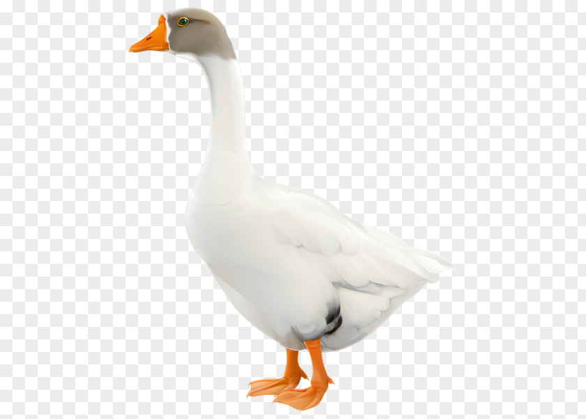 Black Goose Duck Domestic Cygnini PNG
