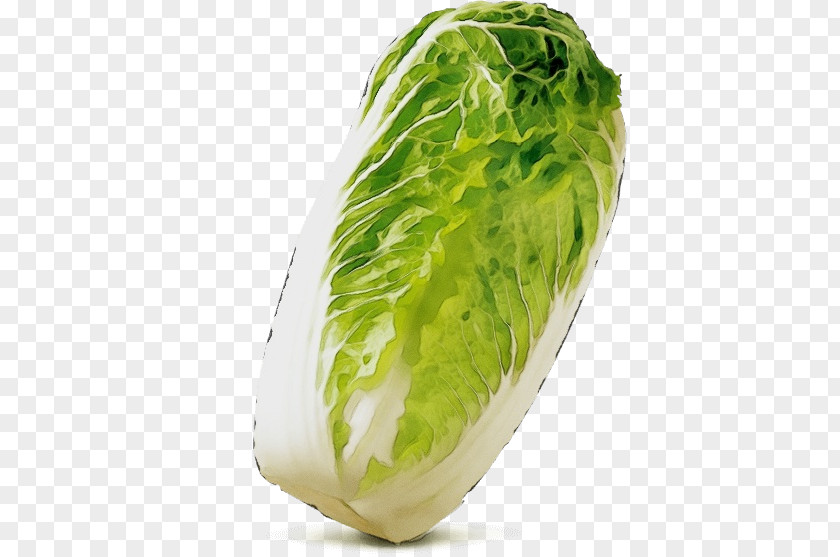 Cruciferous Vegetables Lettuce Vegetable Food Cabbage Leaf Romaine PNG