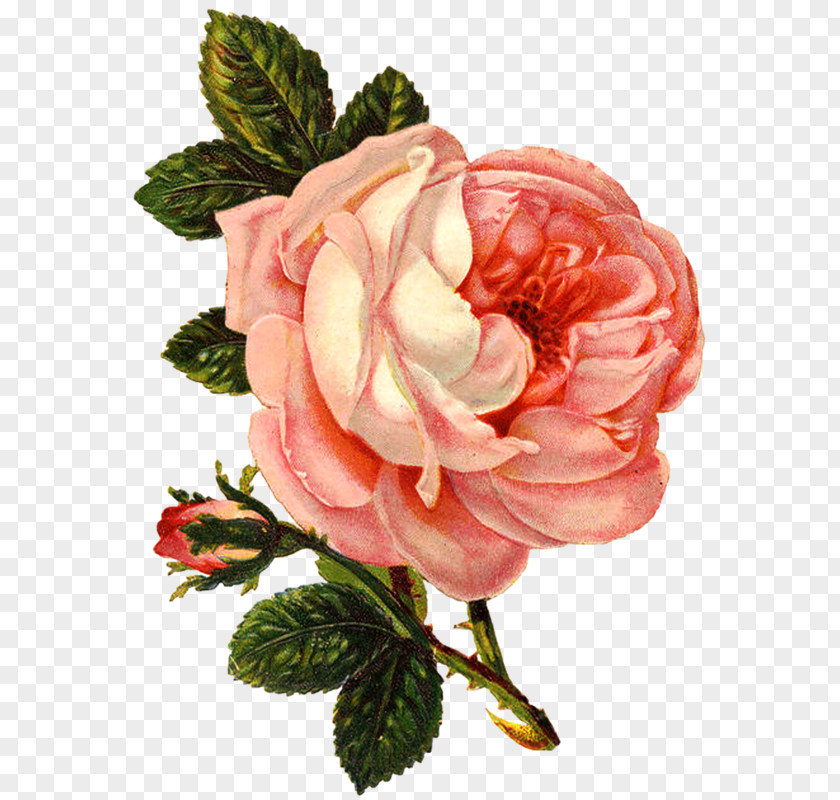 Flower Clip Art PNG