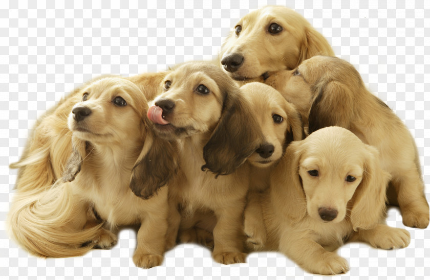 Golden Retriever Dachshund Shih Tzu English Cocker Spaniel Puppy Cat PNG