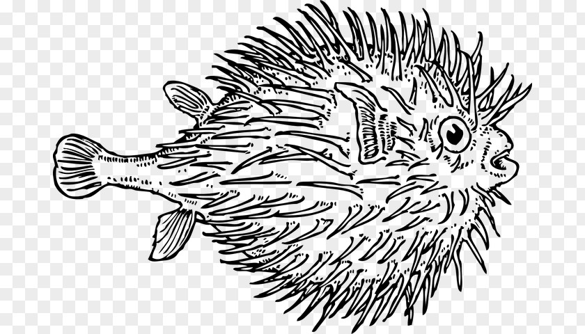 One Fish Two Pufferfish Fugu Blunthead Puffer Drawing PNG