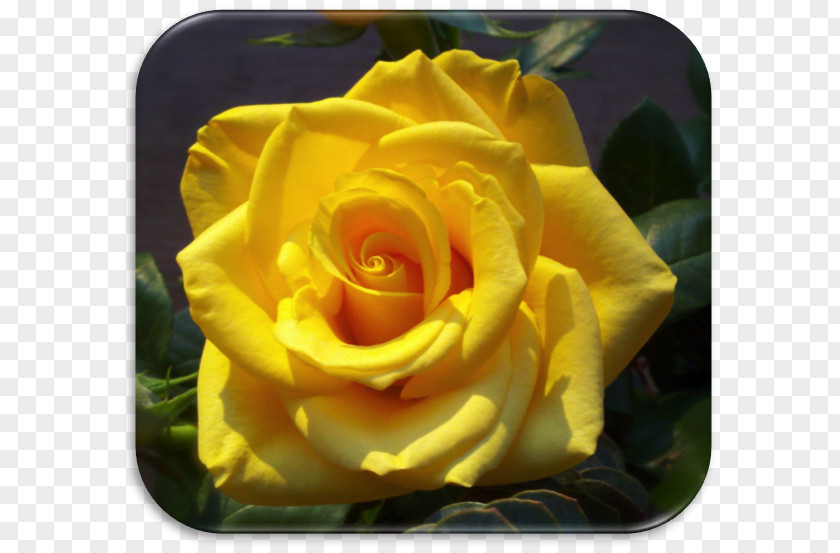 Yellow Rose Floribunda Cabbage Austrian Briar Garden Roses Desktop Wallpaper PNG
