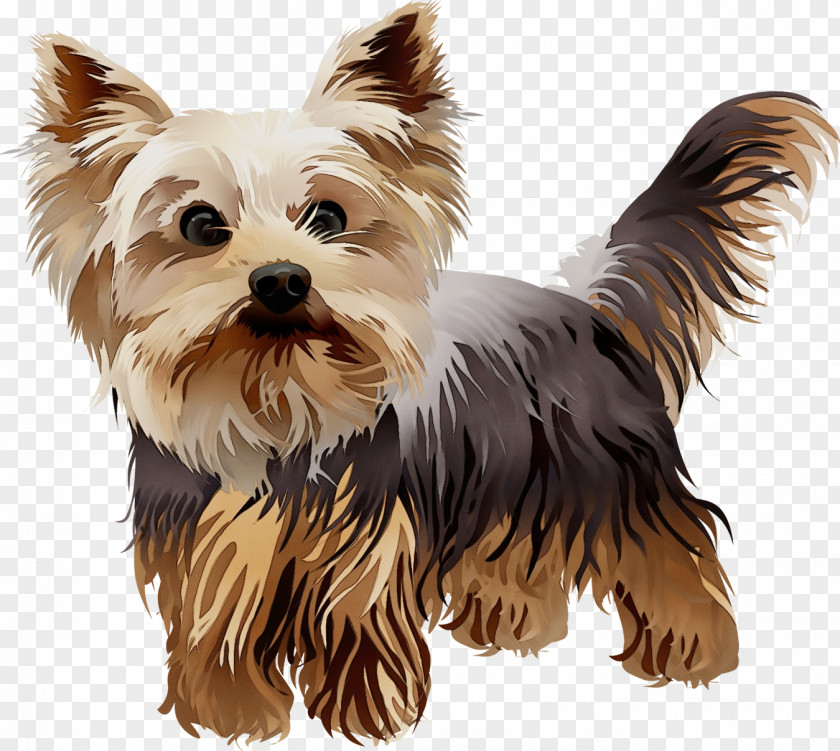 Biewer Terrier Companion Dog Breed Yorkshire PNG