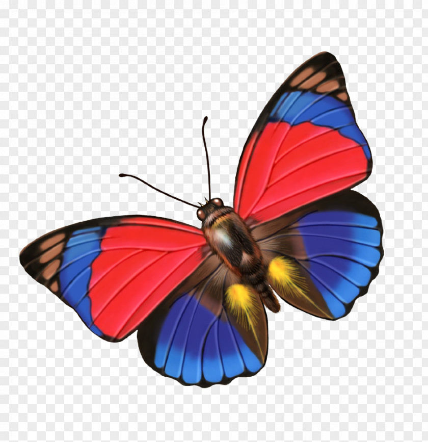 Butterfly Download Clip Art PNG