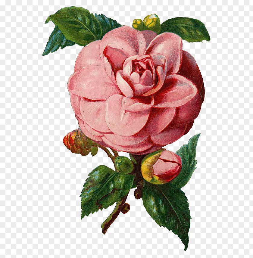 Camellia Vector Rose PNG
