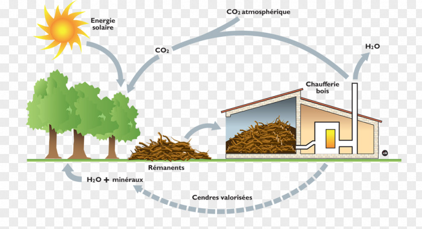 Combustion Biomass Energy Firewood Coal PNG