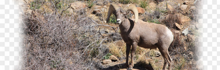 Goat Chamois Antelope Wildlife Terrestrial Animal PNG