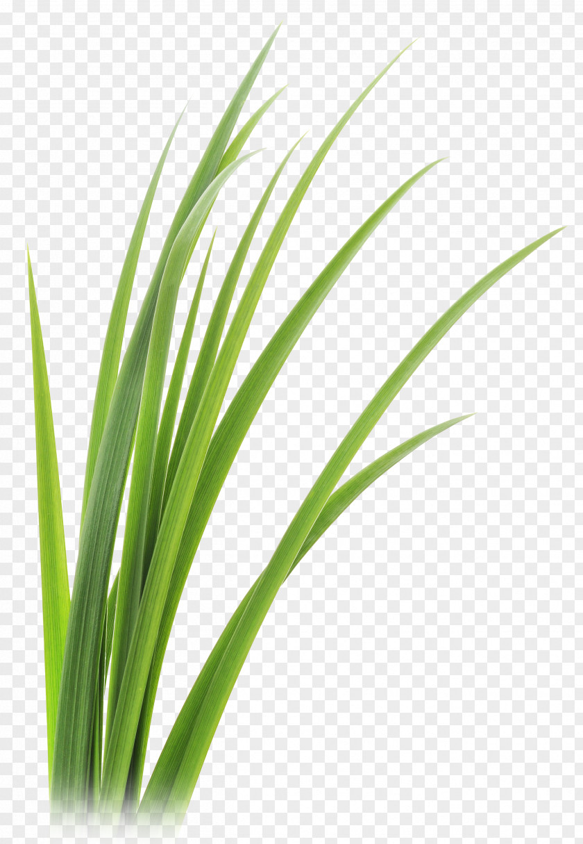 Grass Lemongrass Vetiver Leaf Clip Art PNG