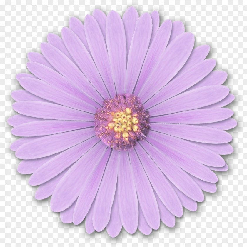 Res Light Purple Flowers By Hanabell1 D6l6mwr Flower Desktop Wallpaper PNG