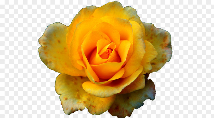 Yellow Rose Flower Rosa Chinensis Garden Roses Pink PNG