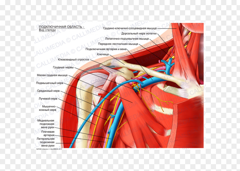 Arm Infraclavicular Fossa Subclavian Artery Anatomy Brachial Plexus Supraclavicular PNG
