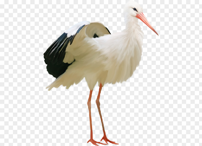 Bird Clip Art Crane PNG