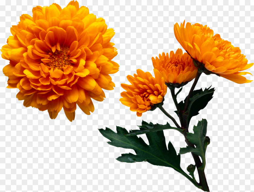 Chrysanthemum Color Flower Yellow Clip Art PNG