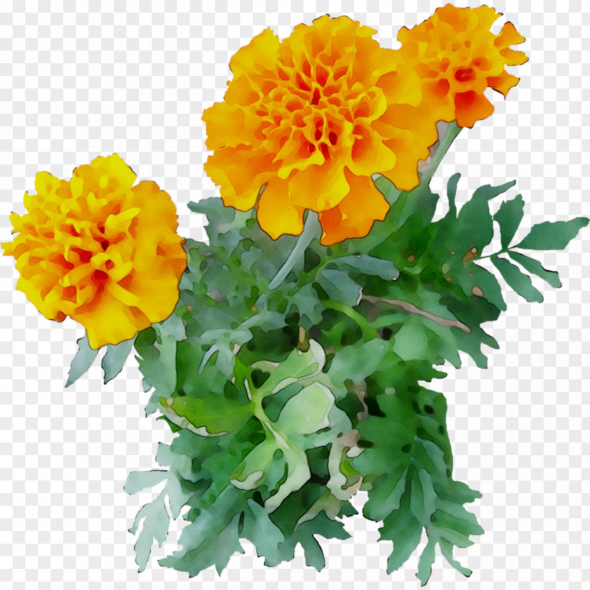Chrysanthemum English Marigold Yellow Cut Flowers Annual Plant PNG