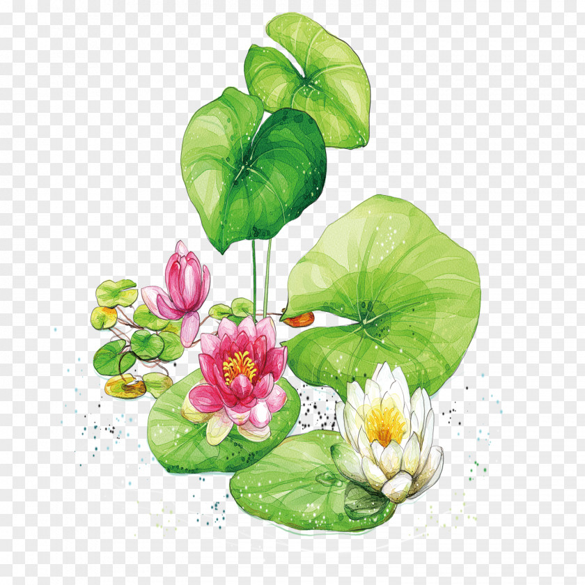 Hand-painted Lotus Material Nelumbo Nucifera Clip Art PNG