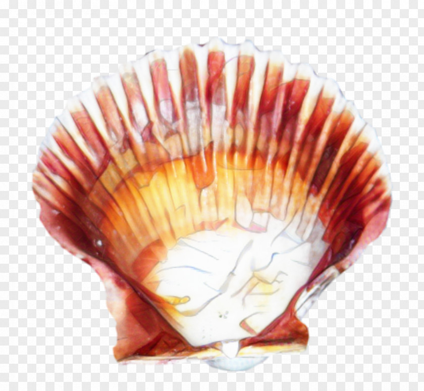 Jaw Bivalve Cockle Shell PNG