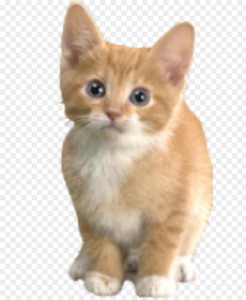 Kitten Maine Coon Siamese Cat Ragdoll Munchkin PNG