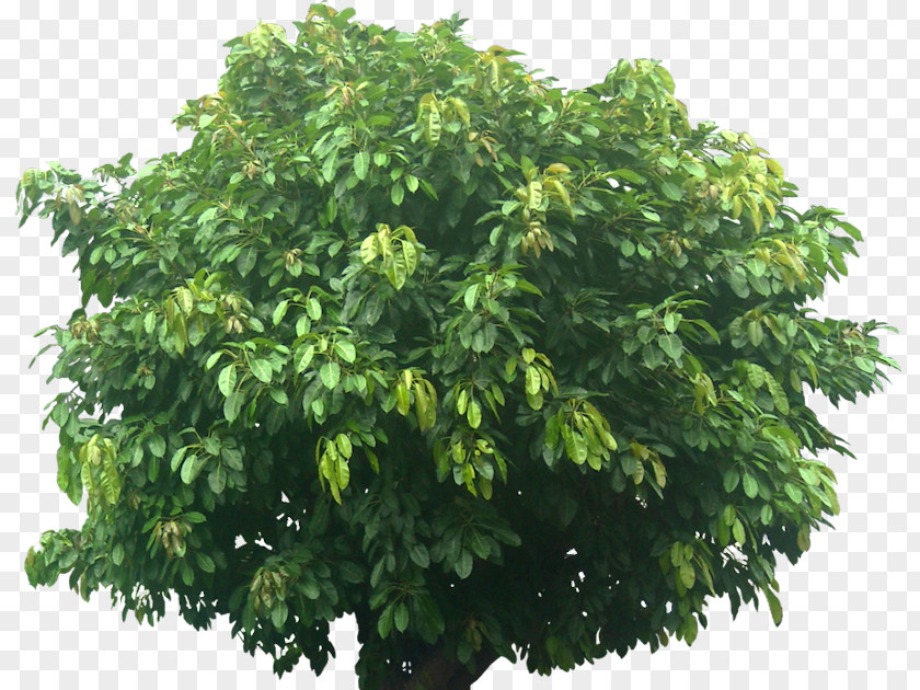 Tree Branch Ficus Virens Var. Sublanceolata Leaf Plants PNG