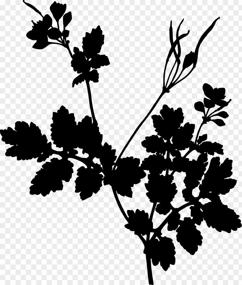 Book Greater Celandine Herb Medicinal Plants PNG