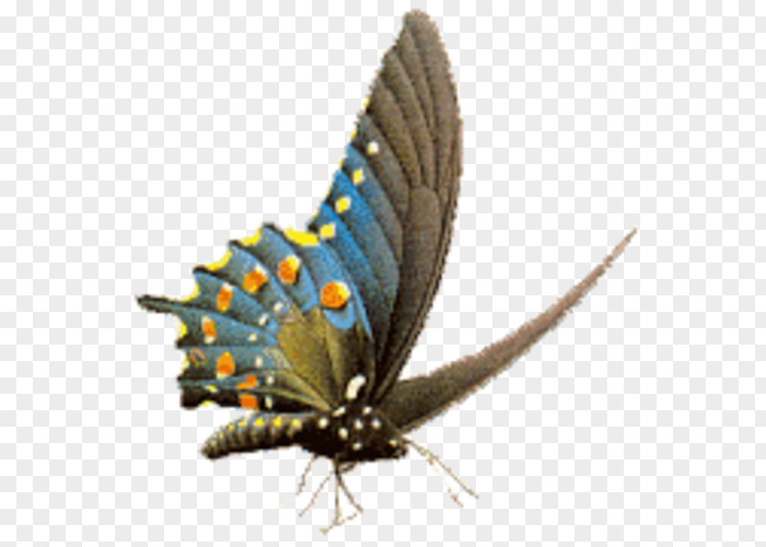 Butterfly Gossamer-winged Butterflies The Vintage Clip Art PNG