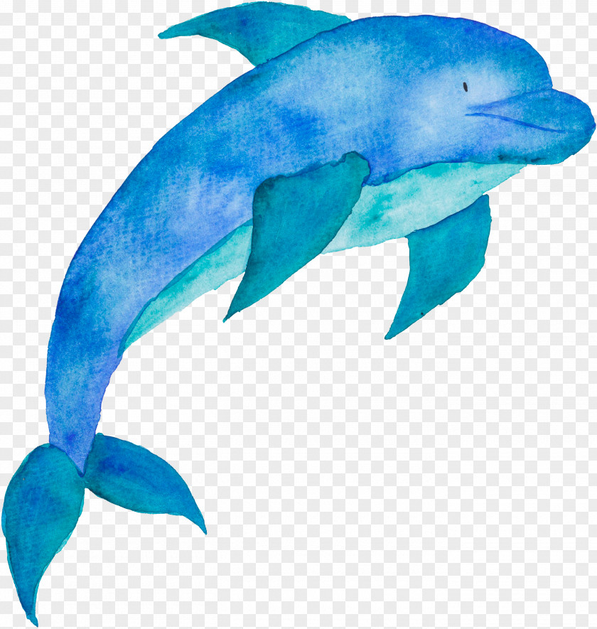 Dolphin Clip Art Poster Cetacea Illustration PNG