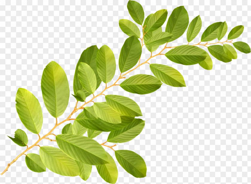 Leaf Branch Clip Art PNG