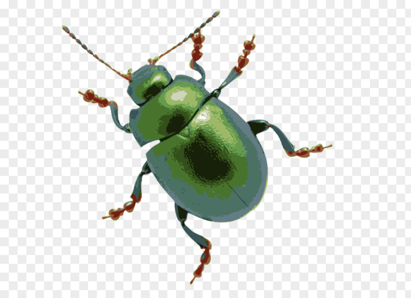 Mean Bug Cliparts Beetle Stock Photography Clip Art PNG