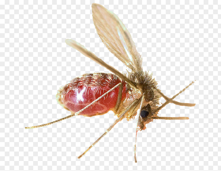 Mosquito-borne Disease Mosquito Lutzomyia Sandfly Leishmaniasis Carrion's PNG