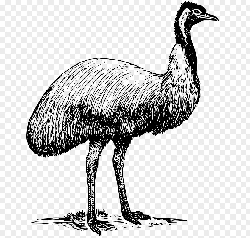 Bird Common Ostrich Emu Clip Art PNG