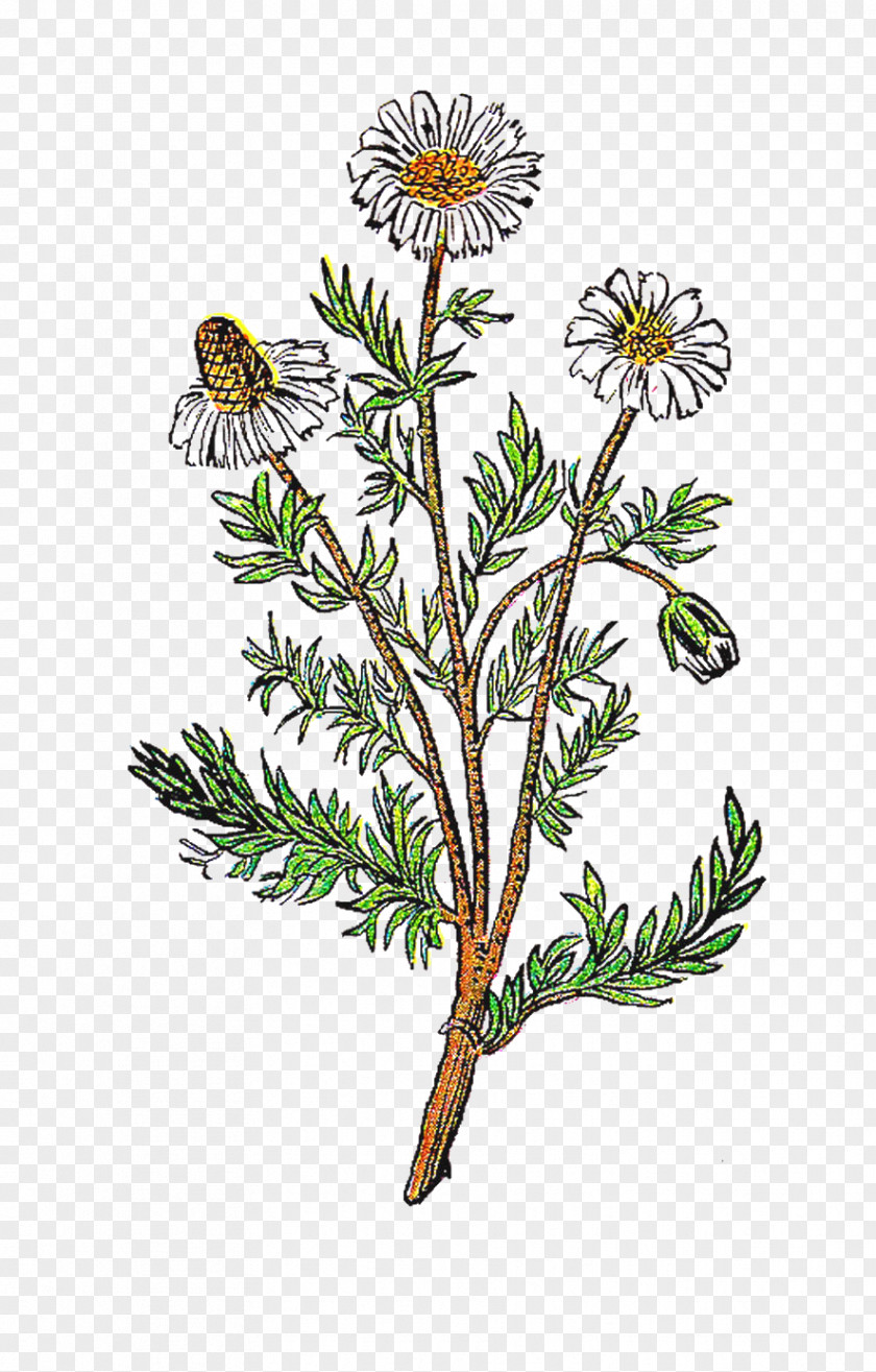 Chamomile Herbal Tea Clip Art PNG