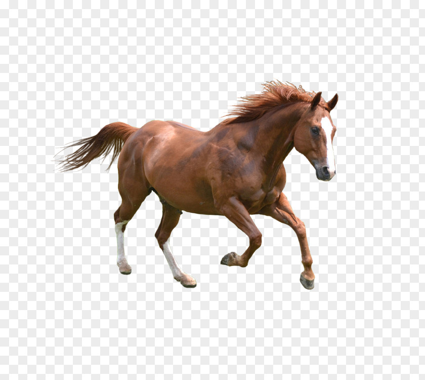 Horse Dog Pet Icon PNG