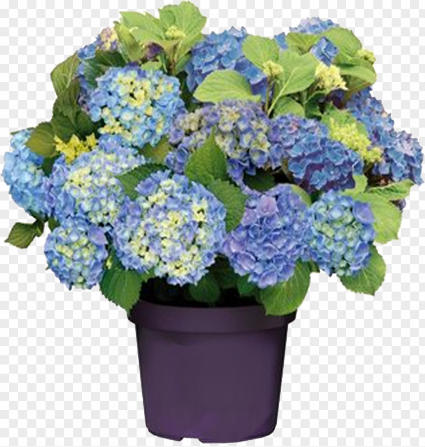 Pistachios French Hydrangea Panicled Pruning Blue Flower PNG