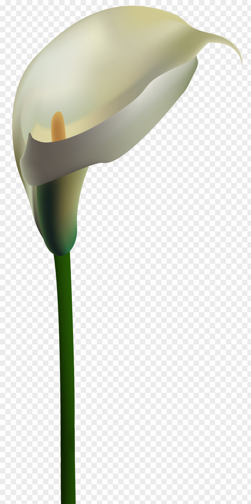 Callalily Lilium Clip Art PNG