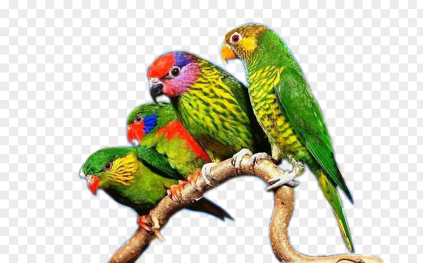 Color Parrot On Tree Branch Budgerigar True Lovebird PNG