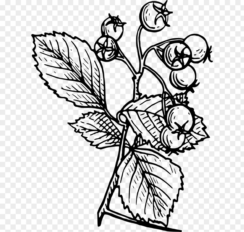 Hawthorn Tree Drawing PNG