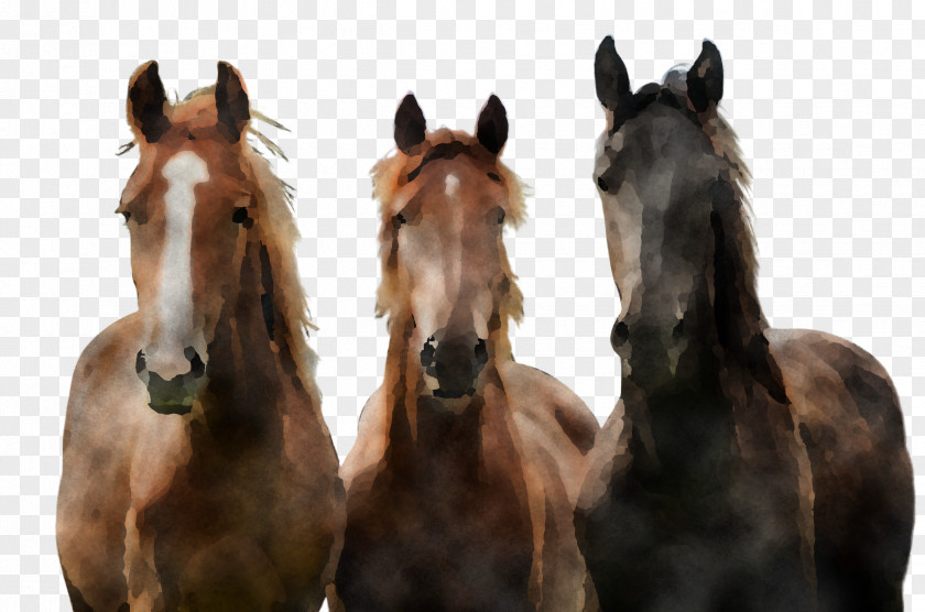 Horse Mane Mare Herd Sorrel PNG