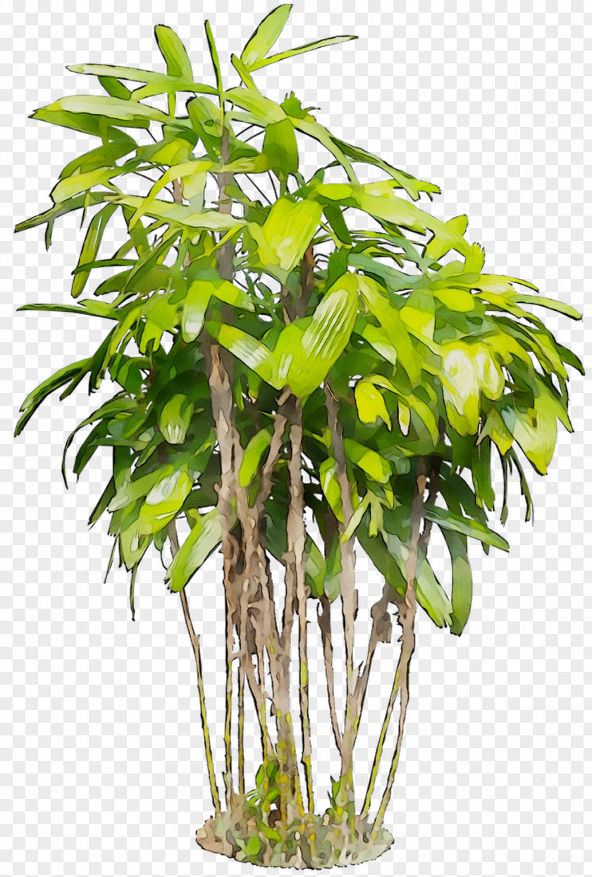 Houseplant Flowerpot Tree Plant Stem Plants PNG