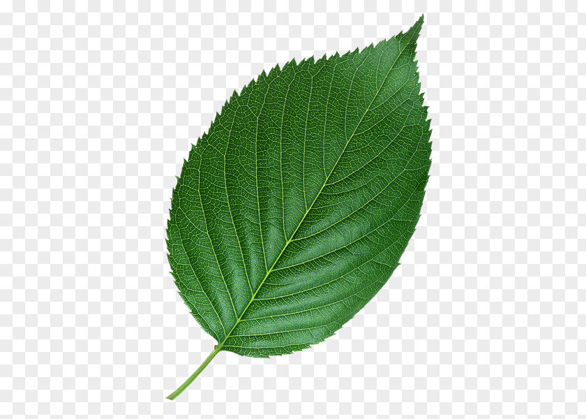 Leaf Petiole Yellow White Species PNG