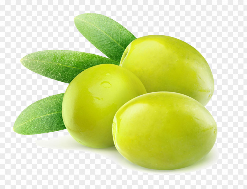 Olive Fruits Branch Leaf Stock Photography PNG