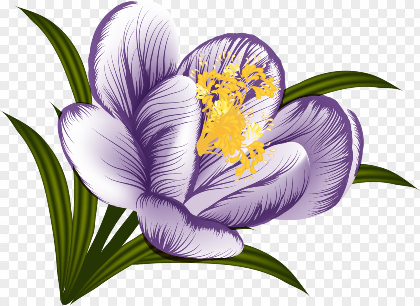 Purple Flowers Flower Crocus Clip Art PNG