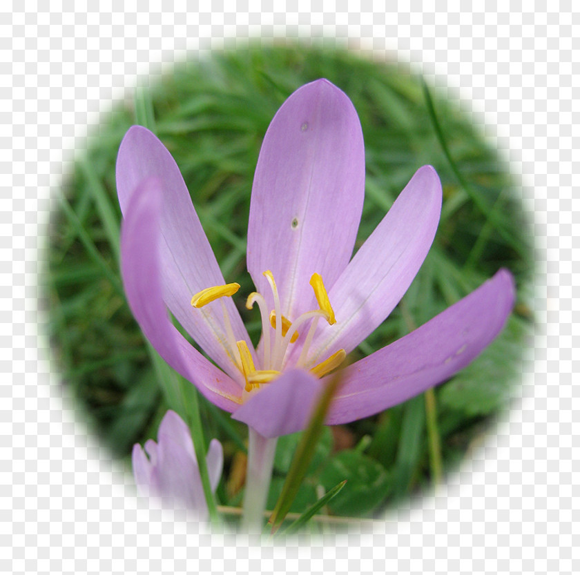 Autumn Crocus Vernus White Saffron Healing PNG