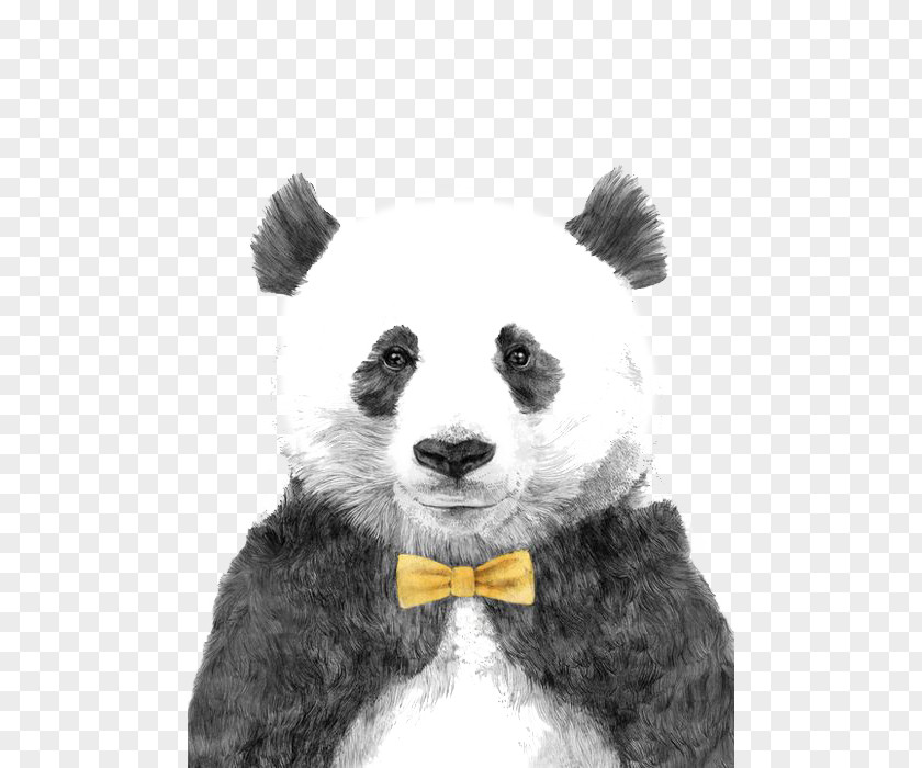 Giant Panda Bear Drawing Illustration PNG