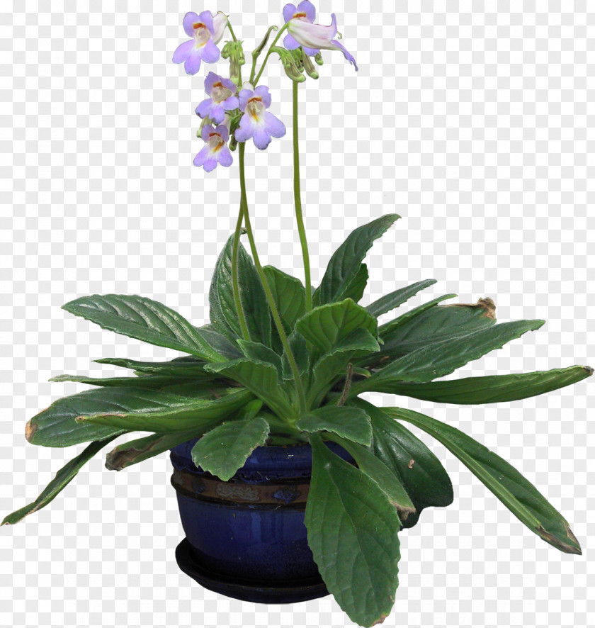Green Potted Plants English Lavender Houseplant Vine Flowerpot PNG