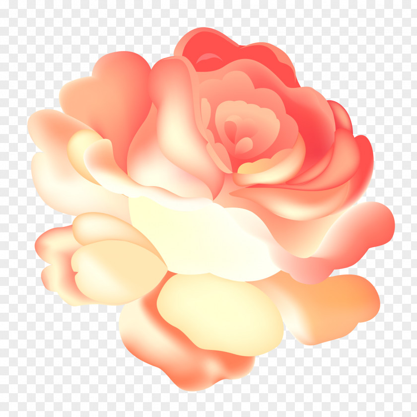 Pink Aster Garden Roses Illustration Image Design PNG