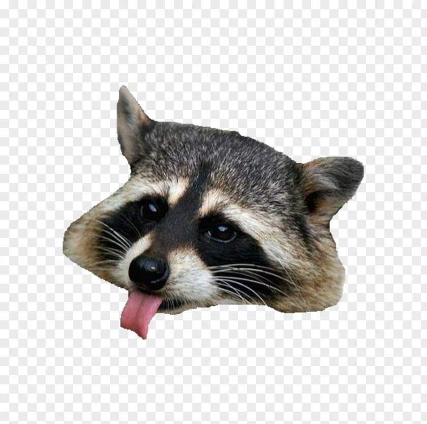 Raccoon Clip Art PNG