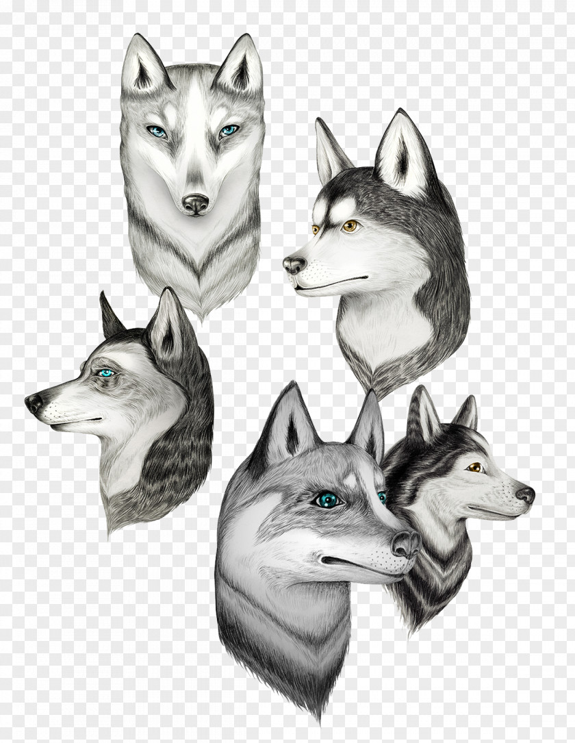 Wolf Population Siberian Husky Canidae Drawing Illustration PNG