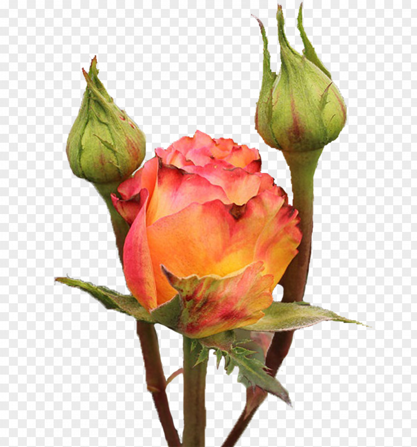 Anemones Garden Roses Cabbage Rose Floribunda Cut Flowers Floristry PNG