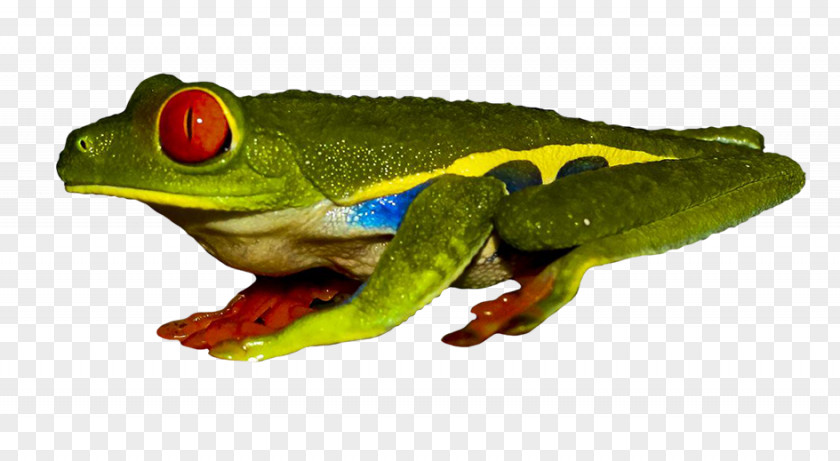 Frog True Red-eyed Tree Poison Dart PNG