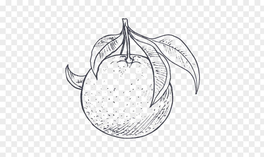 Grapefruit Food Drawing Leaf Sketch PNG